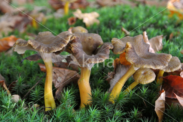 Trumpet Chanterelle (Cantharellus tubaeformis)