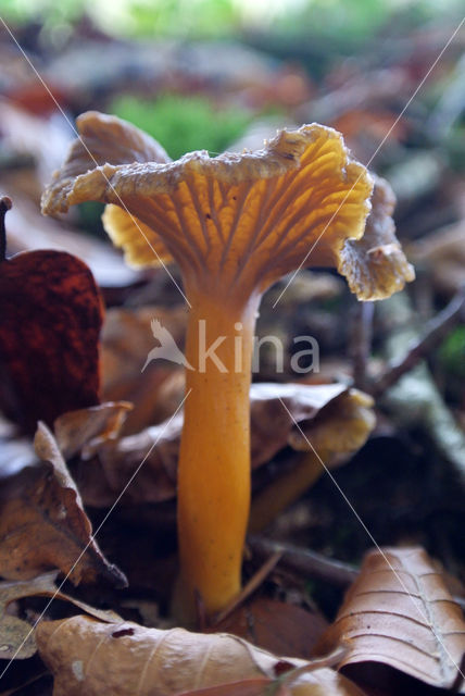 Trechtercantharel (Cantharellus tubaeformis)