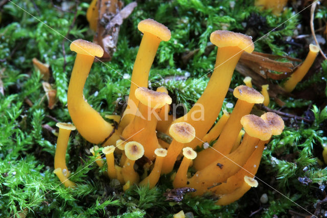 Trechtercantharel (Cantharellus tubaeformis)