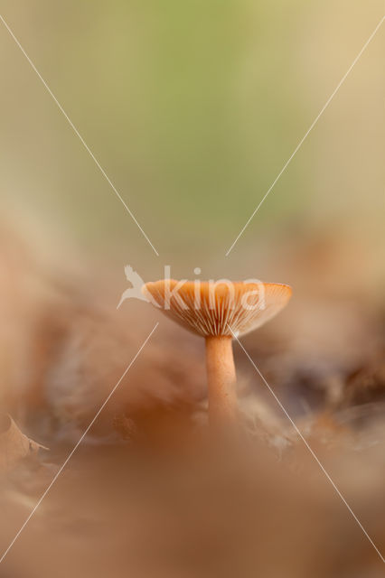 Trechterzwam spec. (Clitocybe spec)