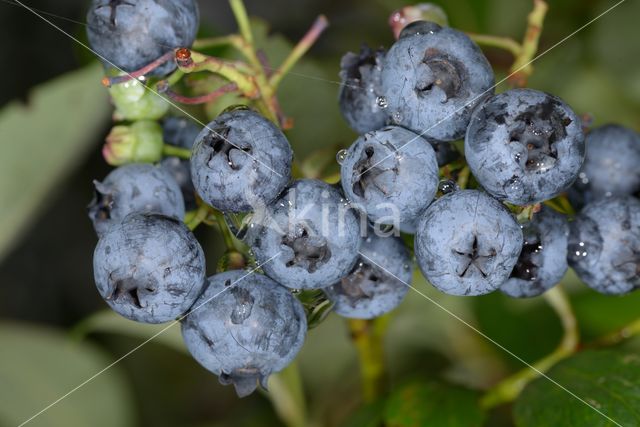 Highbush Blueberry (Vaccinium corymbosum)