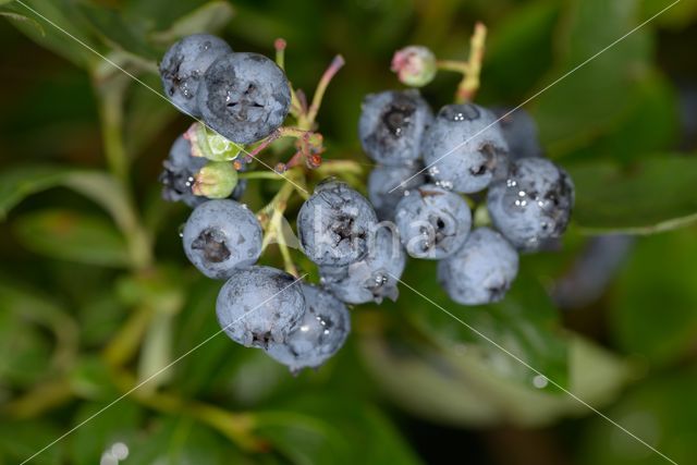 Highbush Blueberry (Vaccinium corymbosum)