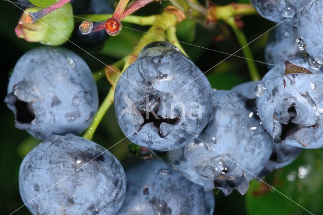 Highbush Blueberry (Vaccinium corymbosum)