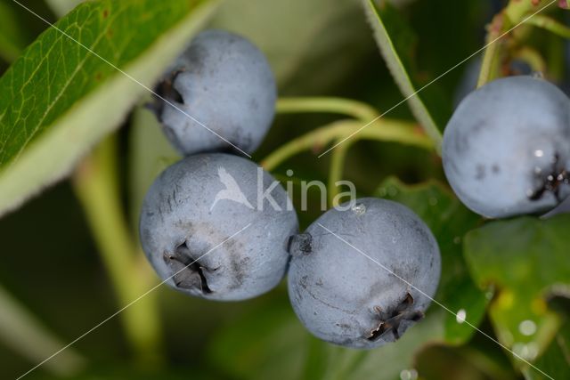 Highbush Blueberry (Vaccinium corymbosum)