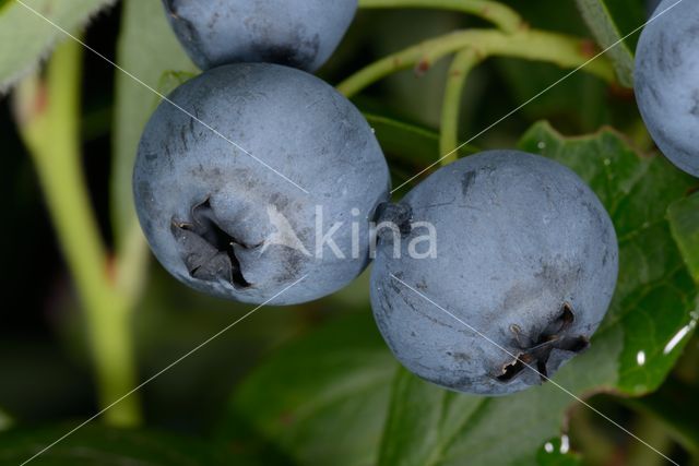 Highbush Blueberry (Vaccinium corymbosum)