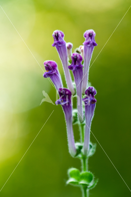 Large Skullcap (Scutellaria columnae)