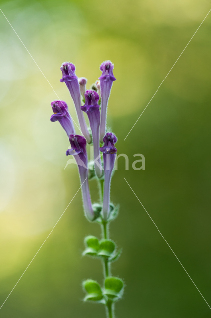 Large Skullcap (Scutellaria columnae)