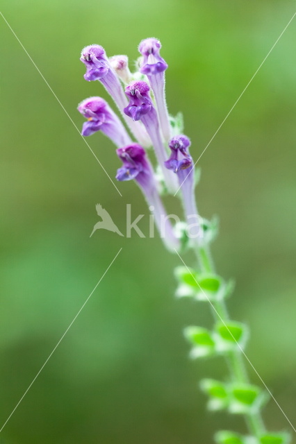 Large Skullcap (Scutellaria columnae)