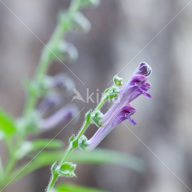 Large Skullcap (Scutellaria columnae)