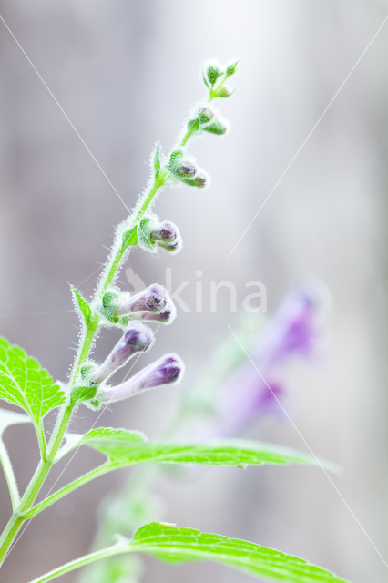 Large Skullcap (Scutellaria columnae)