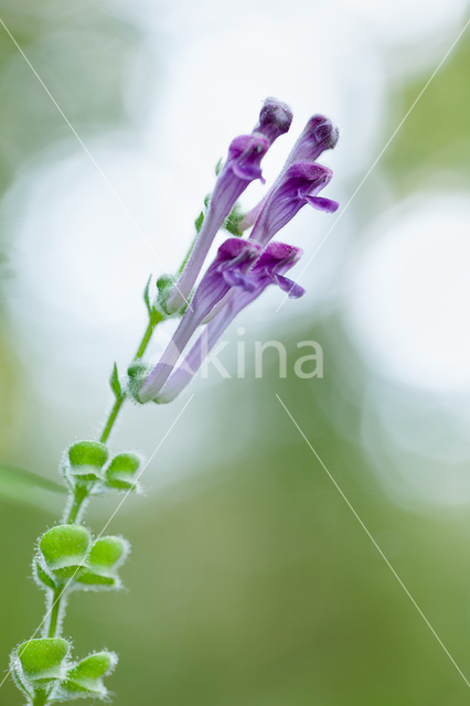 Large Skullcap (Scutellaria columnae)