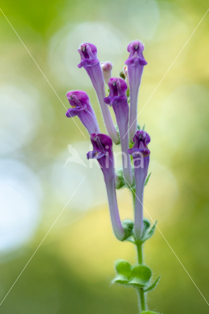 Large Skullcap (Scutellaria columnae)