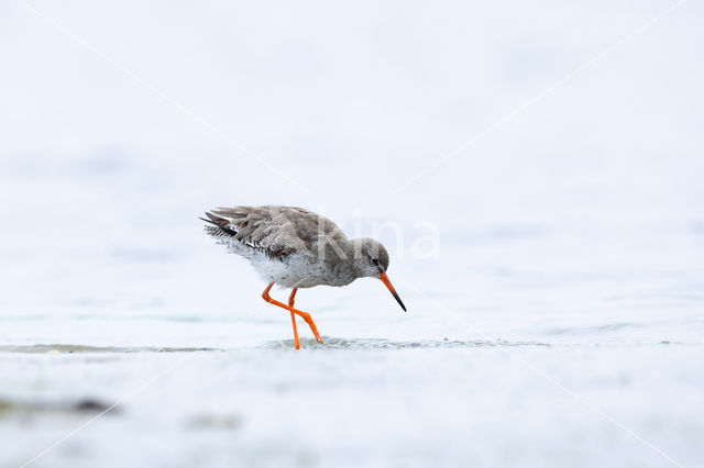 Common Redshank (Tringa totanus)