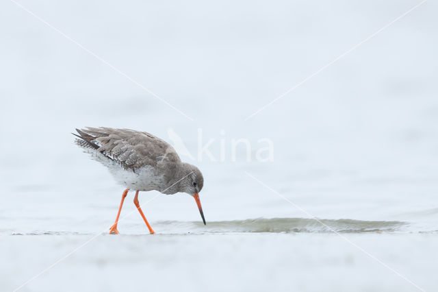 Common Redshank (Tringa totanus)