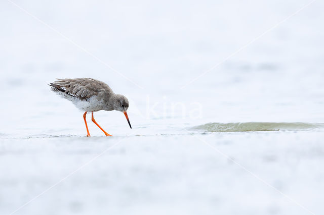 Common Redshank (Tringa totanus)