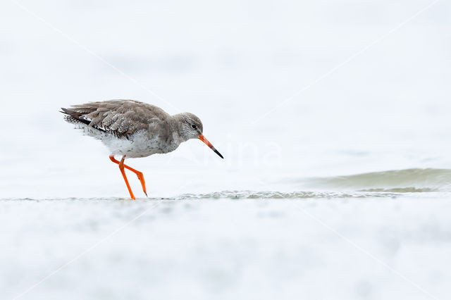 Common Redshank (Tringa totanus)