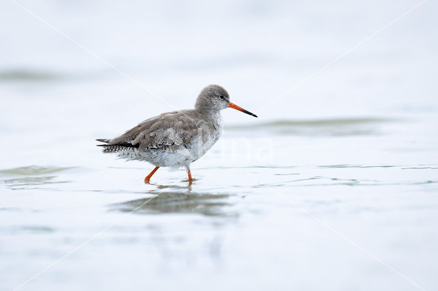 Common Redshank (Tringa totanus)