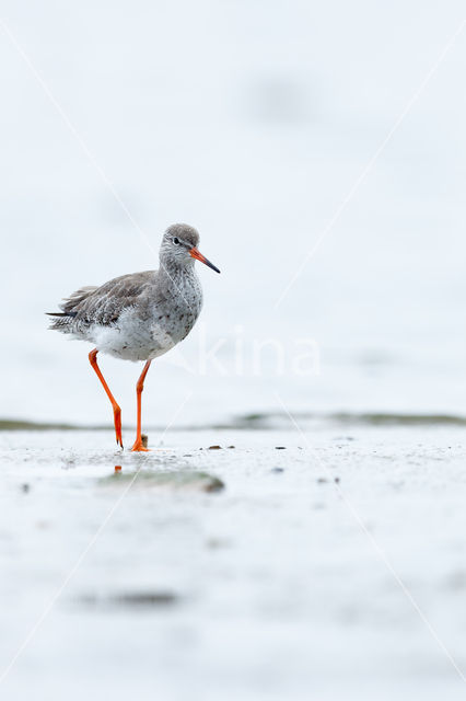 Common Redshank (Tringa totanus)