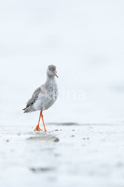 Common Redshank (Tringa totanus)