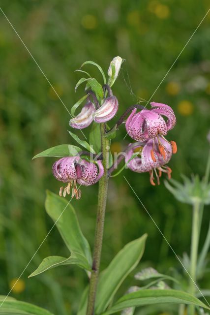 Turkse lelie (Lilium martagon)