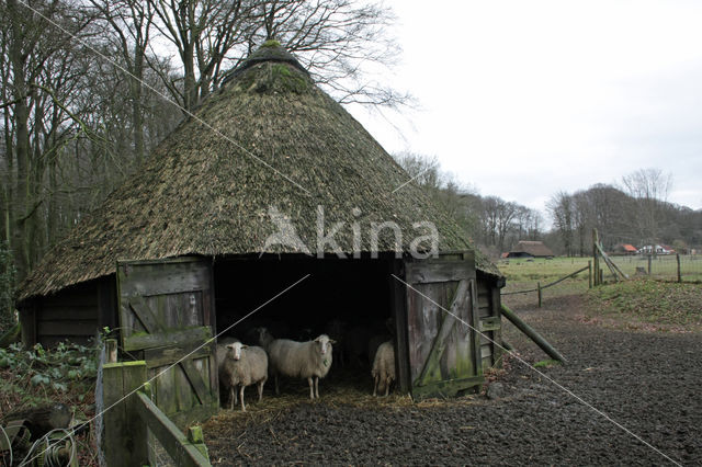 Veluws heideschaap (Ovis domesticus)