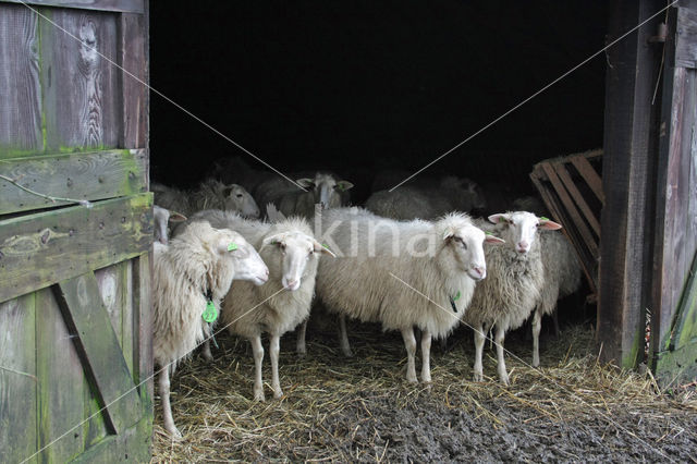 Veluws heideschaap (Ovis domesticus)