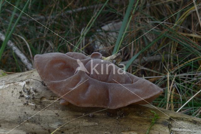 Viltig judasoor (Auricularia mesenterica)