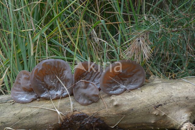 Viltig judasoor (Auricularia mesenterica)