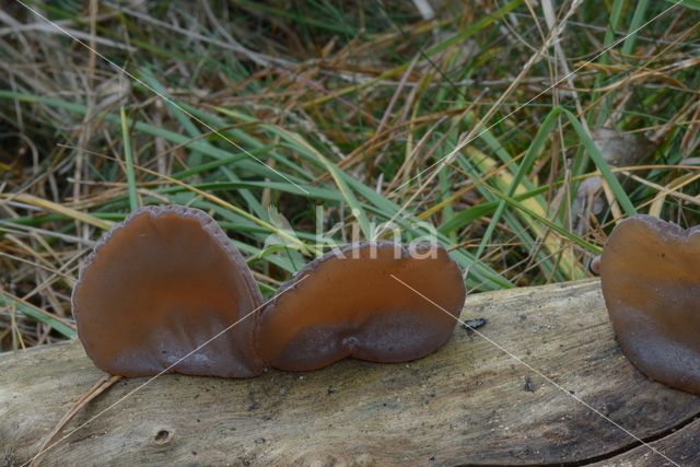 Viltig judasoor (Auricularia mesenterica)