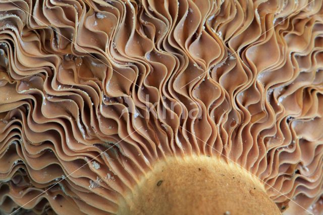 Fenugreek Milkcap (Lactarius helvus)