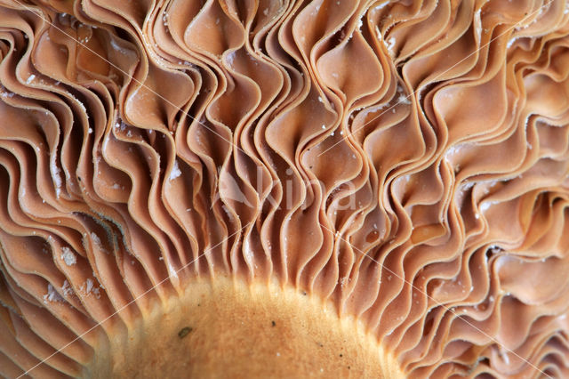 Fenugreek Milkcap (Lactarius helvus)