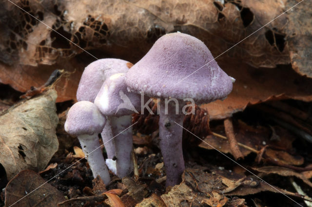 Violetstelige poederparasol (Cystolepiota bucknallii)