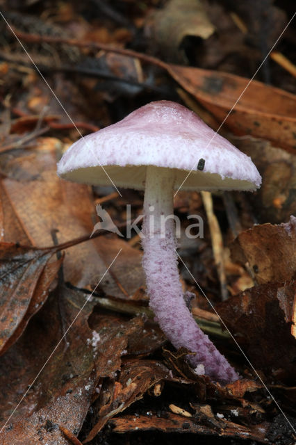 Violetstelige poederparasol (Cystolepiota bucknallii)