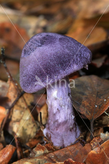 Violette gordijnzwam (Cortinarius violaceus)