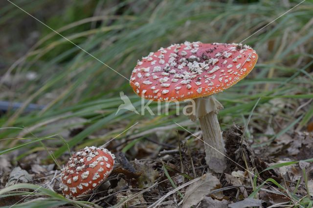 Vliegenzwam (Amanita muscaria)