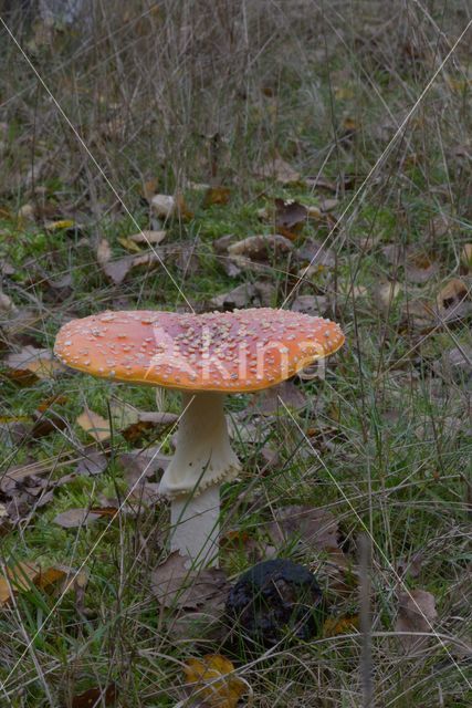 Fly agaric (Amanita muscaria)