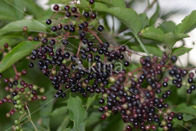 Elder (Sambucus)