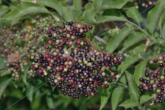 Vlier (Sambucus)