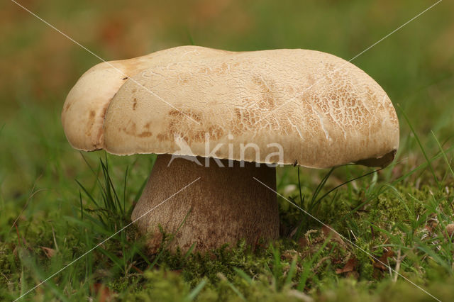 Boletus reticulatus