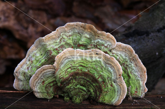 Stereum subtomentosum