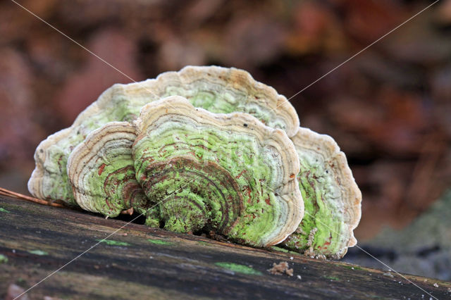 Stereum subtomentosum