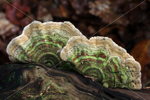 Waaierkorstzwam (Stereum subtomentosum)