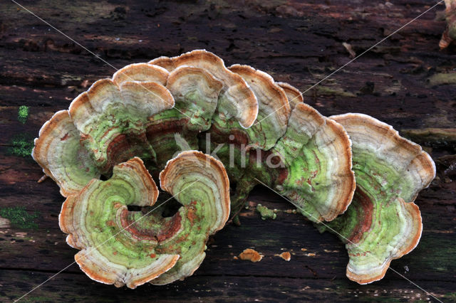 Stereum subtomentosum