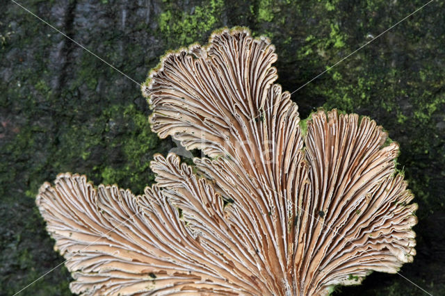 Waaiertje (Schizophyllum commune)