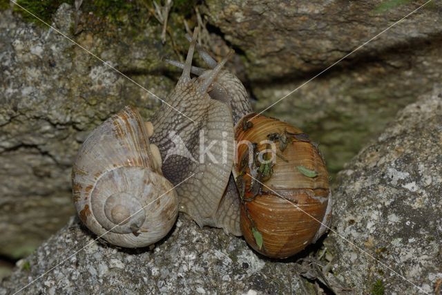 Wijngaardslak (Helix pomatia)