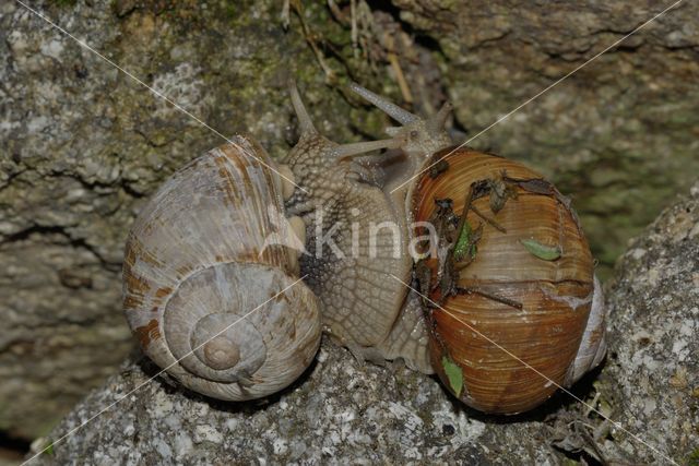 Wijngaardslak (Helix pomatia)