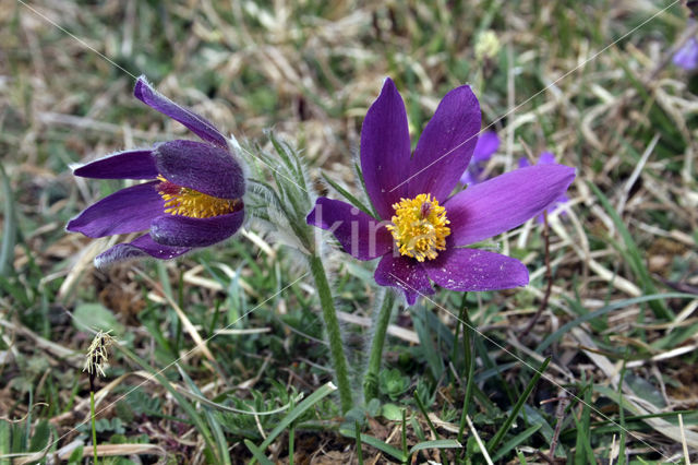 Wildemanskruid (Pulsatilla vulgaris)