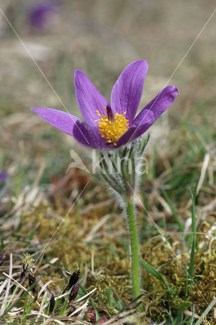 Wildemanskruid (Pulsatilla vulgaris)