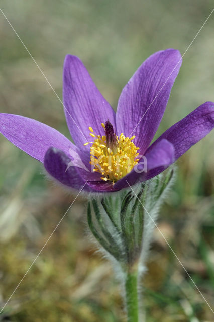Pasqueflower (Pulsatilla vulgaris)