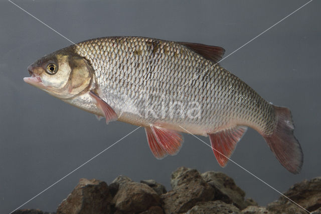 Orfe (Leuciscus idus)
